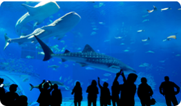Osaka Aquarium KAIYUKAN