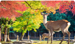 Nara Park